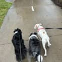Photo of Duncan   5 Month Old Mixed Breed (Trial)