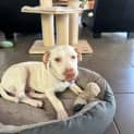 Photo of Duncan   5 Month Old Mixed Breed (Trial)