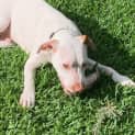 Photo of Duncan   5 Month Old Mixed Breed (Trial)