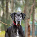 Photo of Alf