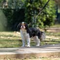 Photo of Brodi