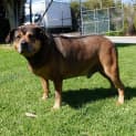 Photo of Angus