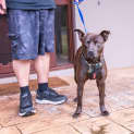 Photo of Cooper