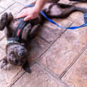 Photo of Cooper