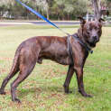 Photo of Cooper