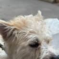 Photo of Maverick