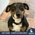 Photo of Bunnie 18 Month Old Mixed Breed (Trial)