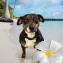 Photo of Bunnie 18 Month Old Mixed Breed (Trial)
