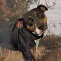 Photo of Bunnie 18 Month Old Mixed Breed (Trial)