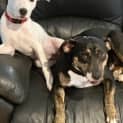 Photo of Bunnie 18 Month Old Mixed Breed (Trial)