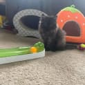Photo of Reba ** 2nd Chance Cat Rescue**