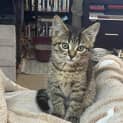 Photo of Chisca **2nd Chance Cat Rescue**