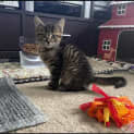 Photo of Chisca **2nd Chance Cat Rescue**