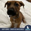 Photo of Borris 4 Month Old Mixed Breed (Trial)