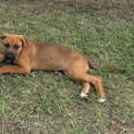 Photo of Borris 4 Month Old Mixed Breed (Trial)