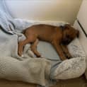 Photo of Borris 4 Month Old Mixed Breed (Trial)