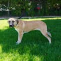 Photo of Piper