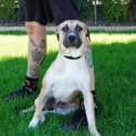Photo of Piper