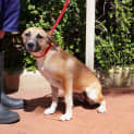 Photo of Piper