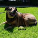 Photo of Angus