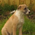 Photo of Cormac