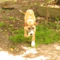 Photo of Cormac