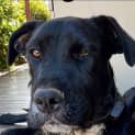 Photo of Millington (Milly)