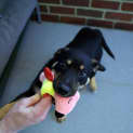 Photo of Bucky