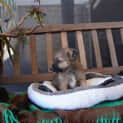 Photo of Newt