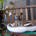 Photo of Newt