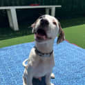 Photo of Petey (Was Duke)