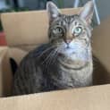 Photo of Nova