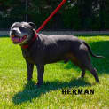 Photo of Herman