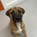 Photo of Odie