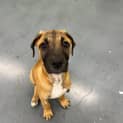 Photo of Oliver