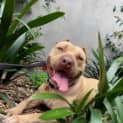 Photo of Tyson