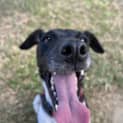 Photo of Tilly