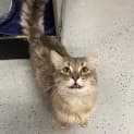 Photo of Kenobi