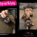Photo of Sparkles