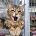 Photo of Buster