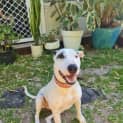 Photo of Dotti *$150 Adoption Fee*
