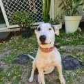 Photo of Dotti *$150 Adoption Fee*