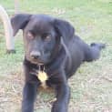 Photo of Mesomo
