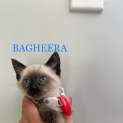 Photo of Bagheera