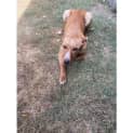 Photo of Goldie
