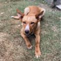 Photo of Goldie
