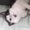 Photo of Taro