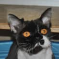 Photo of Claude