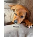 Photo of Morgan