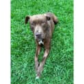 Photo of Romeo
